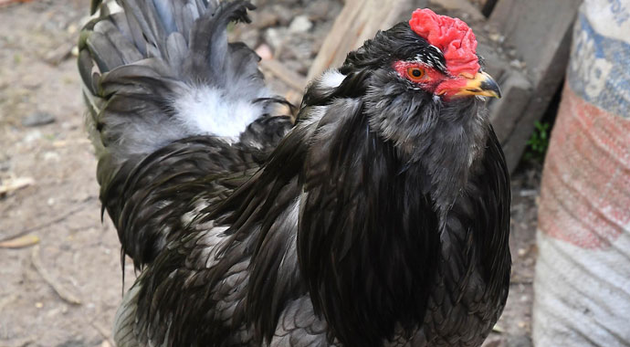 Bu tavuklar mavi yumurtluyor