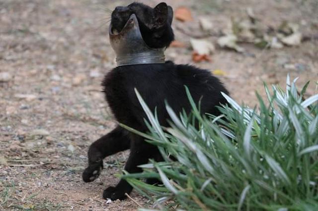 Boynunda kavanoz parçası ile yaşayan kedi kurtarıldı