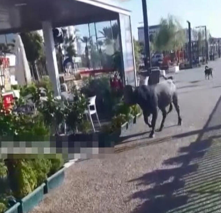 Kesime götürülürken sahile kaçmıştı! Ünlü sanatçı devreye girdi