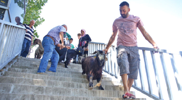 Bir bayram klasiği: Acemi kasaplar