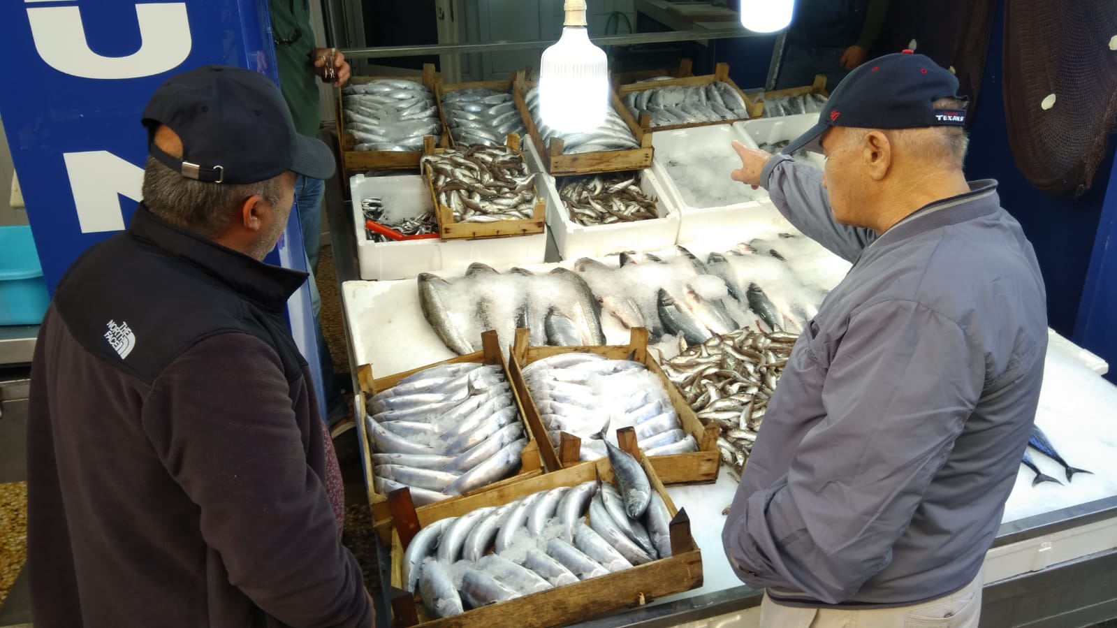 Palamudun tanesi 35 liradan satışa sunuldu