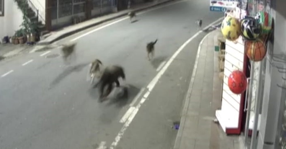 Rize'de yavru ayı köpeklerle bir oldu, ilçe merkezini birbirine kattı