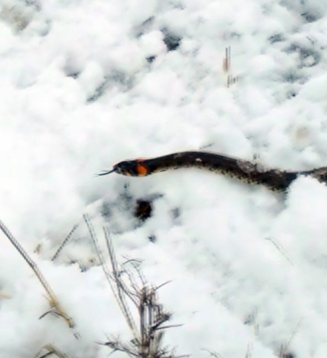 Yılanlar kış uykusundan erken uyandı