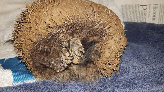 Hareket eden çamur topağının içinden bakın ne çıktı!