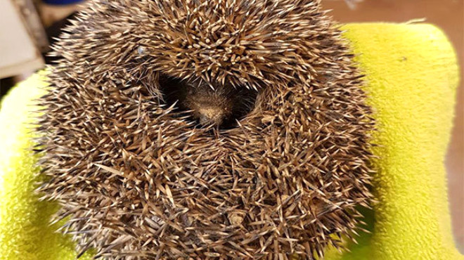 Hareket eden çamur topağının içinden bakın ne çıktı!