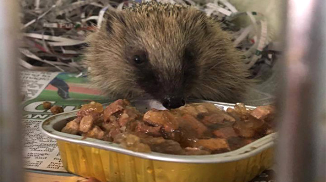 Hareket eden çamur topağının içinden bakın ne çıktı!