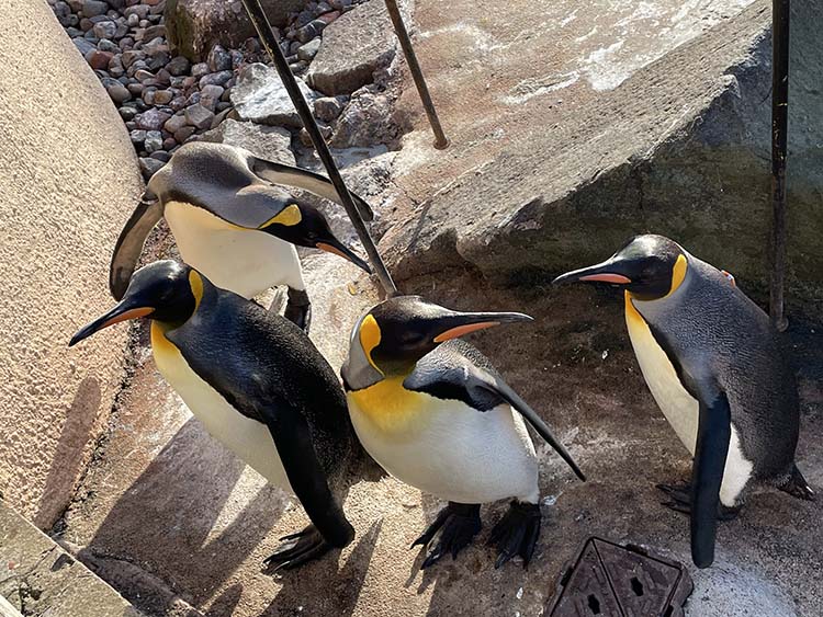 Edinburgh Hayvanat Bahçesi 108 yıldır penguenlere ev sahipliği yapıyor Edinburgh Hayvanat Bahçesi 108 yıldır penguenlere ev sahipliği yapıyor