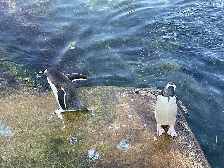 Edinburgh Hayvanat Bahçesi 108 yıldır penguenlere ev sahipliği yapıyor Edinburgh Hayvanat Bahçesi 108 yıldır penguenlere ev sahipliği yapıyor