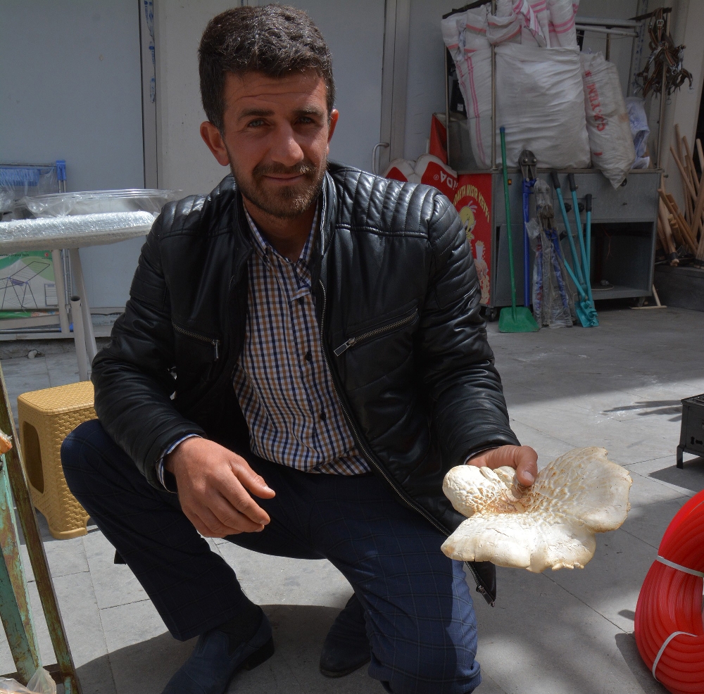 Bu mantar etten daha pahalı!