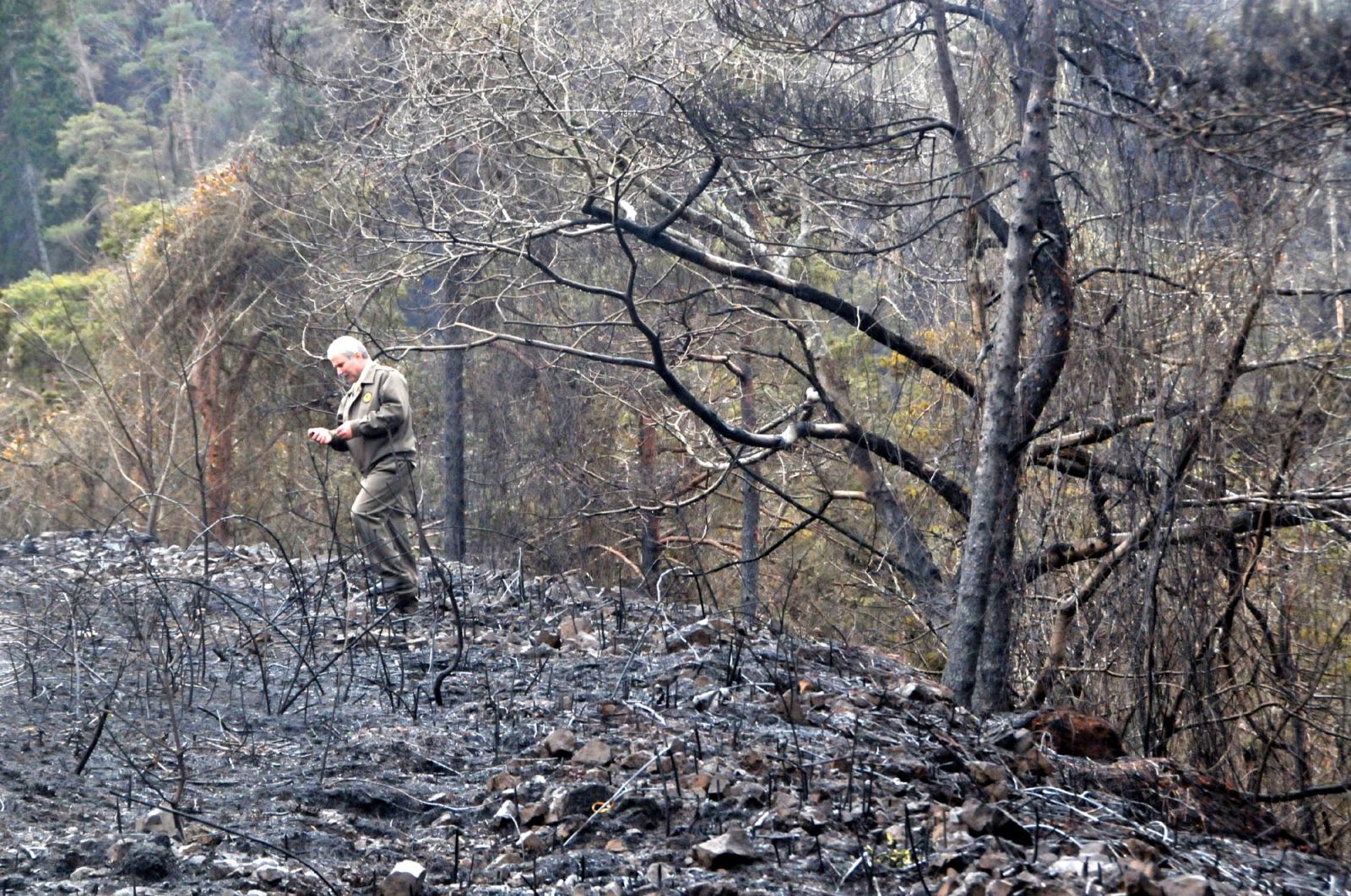 Trabzon Sürmene'deki Çamburnu Ormanı'nından kahreden haber