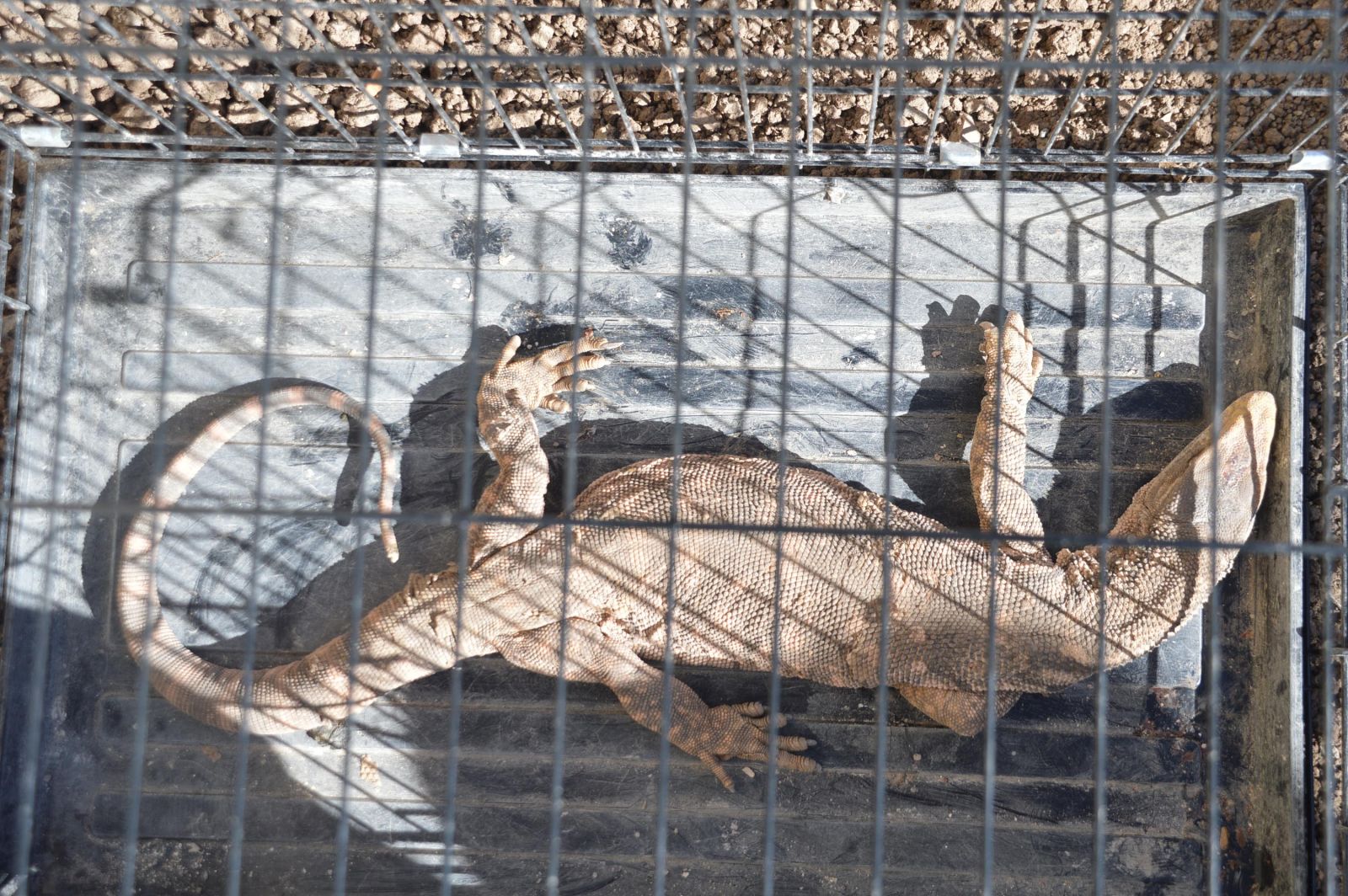 Cizre’de çöl varanı bulundu