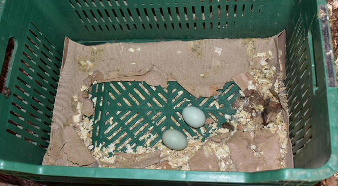 Bu tavuklar mavi yumurtluyor