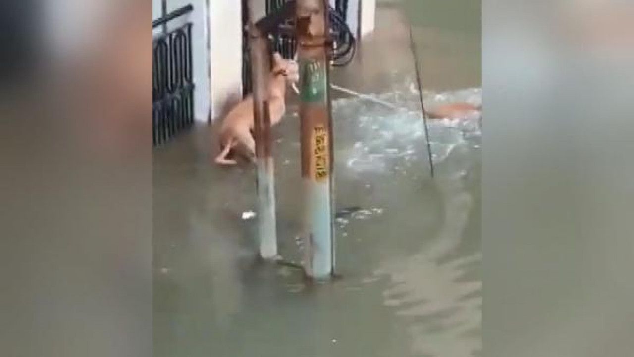 Sel suları ile şehre gelen timsah, köpeğe saldırdı