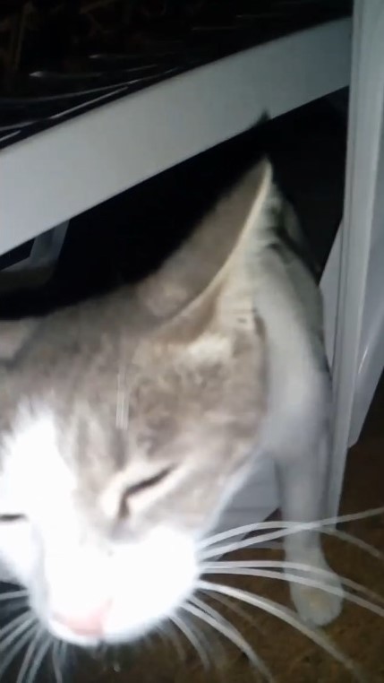 Denize düşen yavru kedi bez parçasıyla kurtarıldı