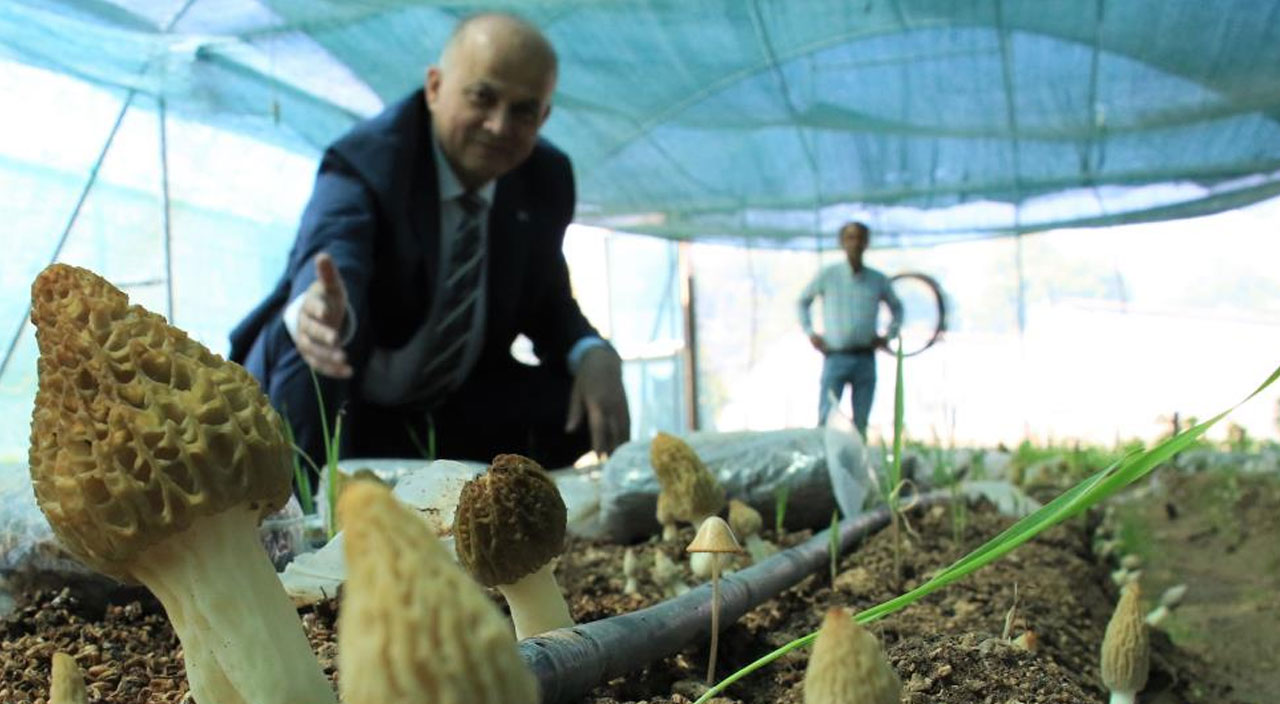 Türkiye’de üretiliyor dünyaya ihraç ediliyor… Tazesinin kilosu 400, kurusu 3 bin TL!