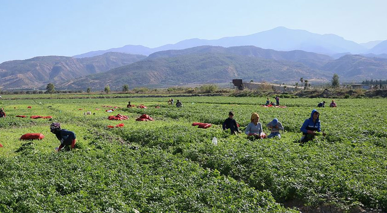 Ucuz gıdada yeni hamle: Kent tarımı! Bakan Kirişci detayları anlattı