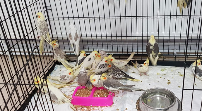 Papağanları sınırdan kaçak sokmaya çalıştı