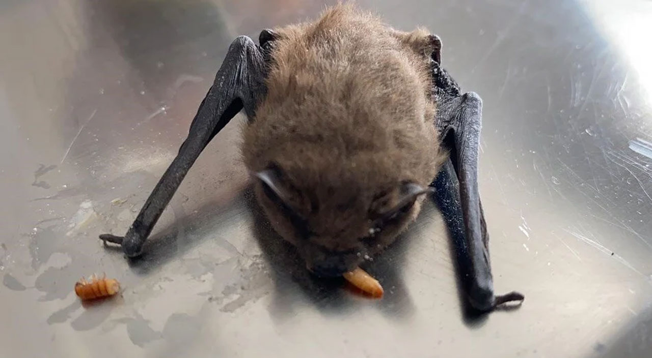 Afyonkarahisar’da yaşlı çiftin evine cüce yarasa girdi