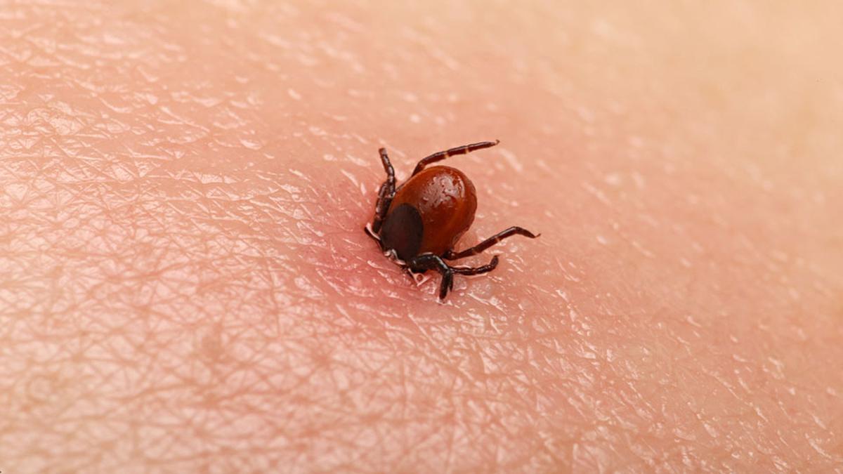 Uzmanlardan kene uyarısı