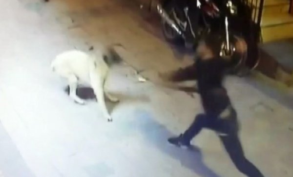 Taksim'de köpeklere insanlık dışı saldırı