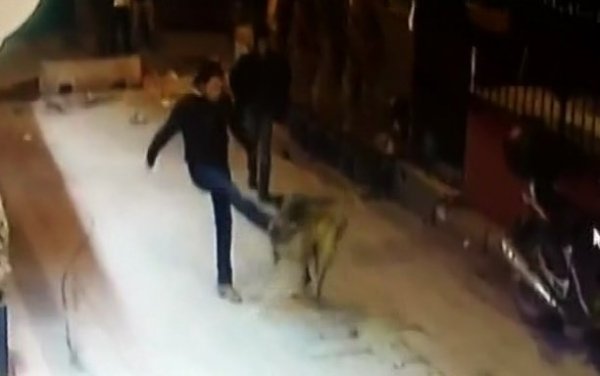 Taksim'de köpeklere insanlık dışı saldırı