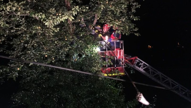 Armut toplamaya çıktığı ağaçta akıma kapılınca öldü