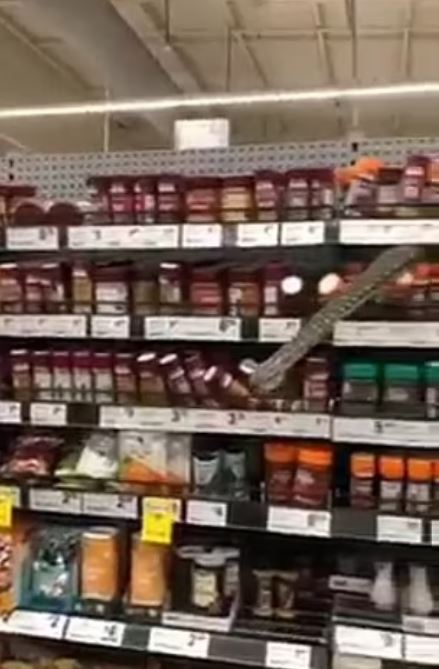 Süper markette piton paniği! Görenler neye uğradıklarını şaşırdı