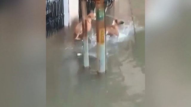 Sel suları ile şehre gelen timsah, köpeğe saldırdı