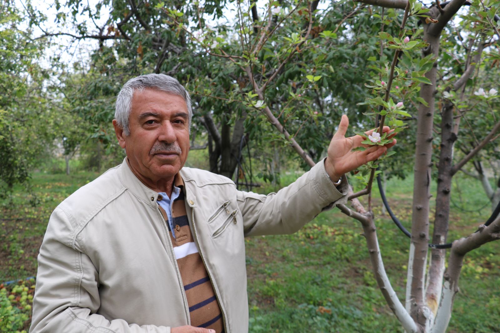 Erik ve armut ağacı çiçek açtı