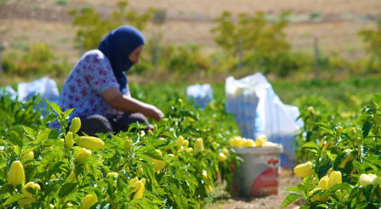 Market fiyatlarına kızan vatandaş tarlasındaki tüm ürünleri 3 liraya sabitledi!