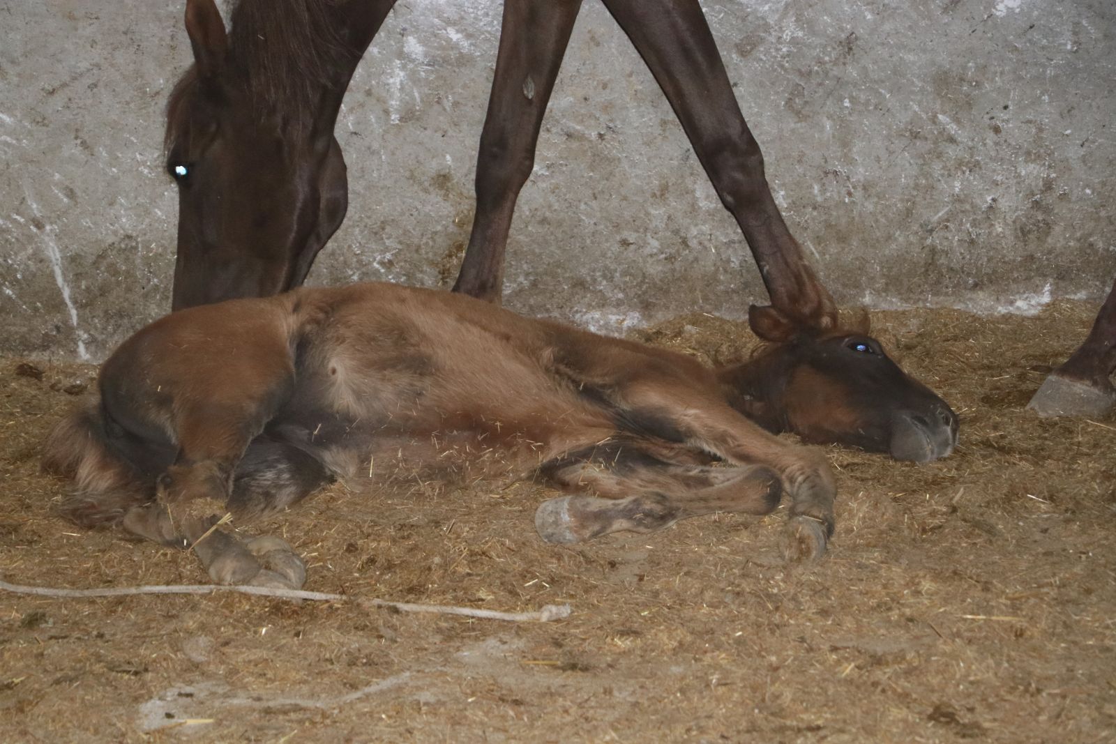 Adana'da kesime hazır 16 at ele geçirildi