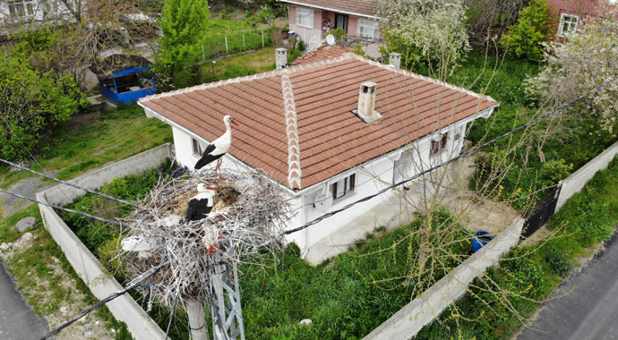 Sazlıbosna Köyünün misafir Leylekleri havadan görüntülendi