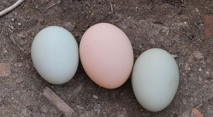 Bu tavuklar mavi yumurtluyor