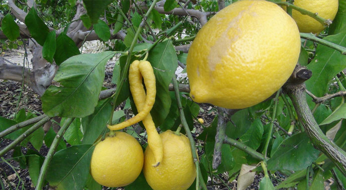 Biber görünümlü limon görenleri hayrete düşürdü