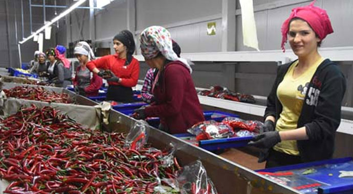 Şili biberi için dünya sıraya girdi