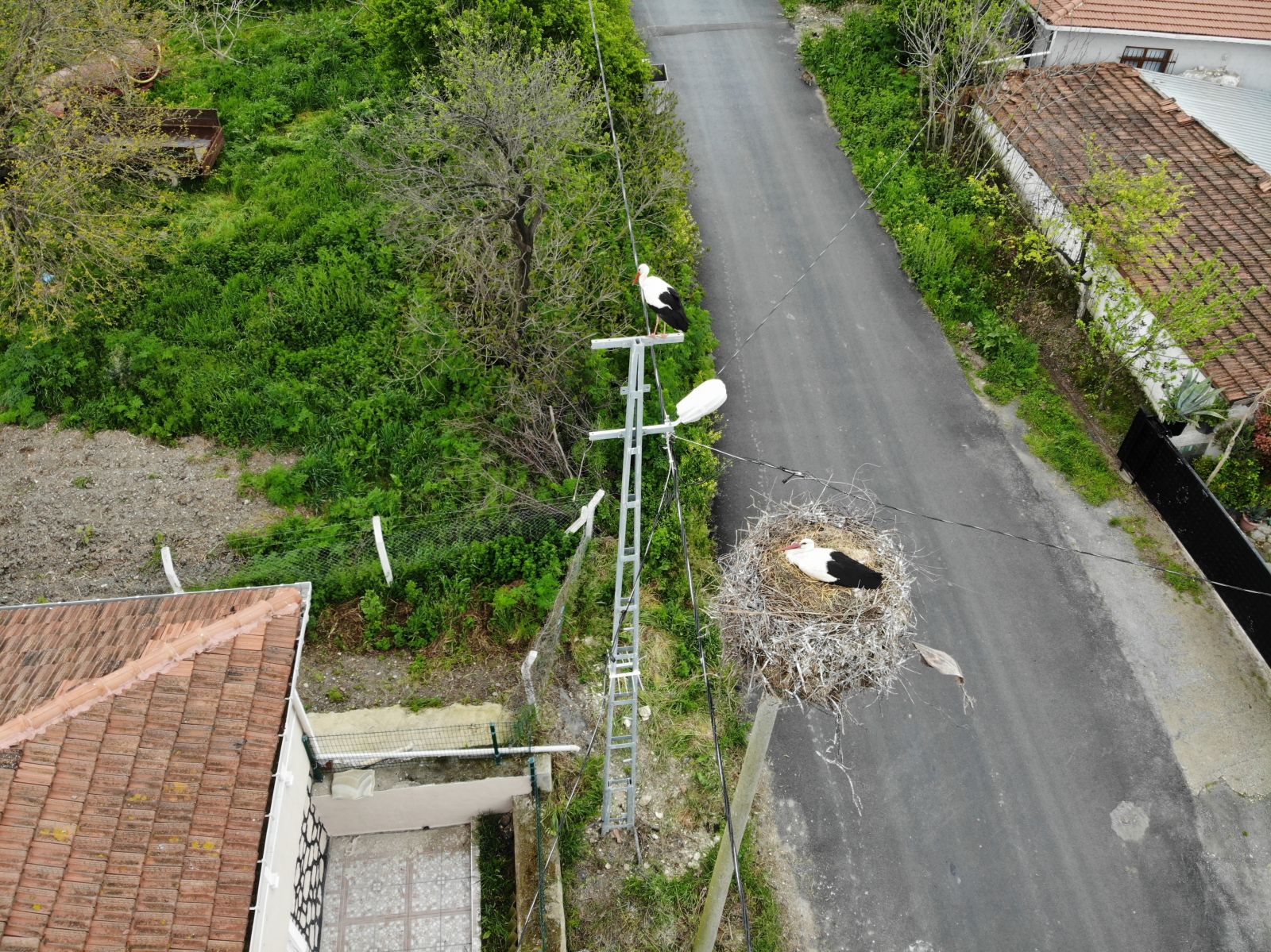 Sazlıbosna Köyünün misafir Leylekleri havadan görüntülendi