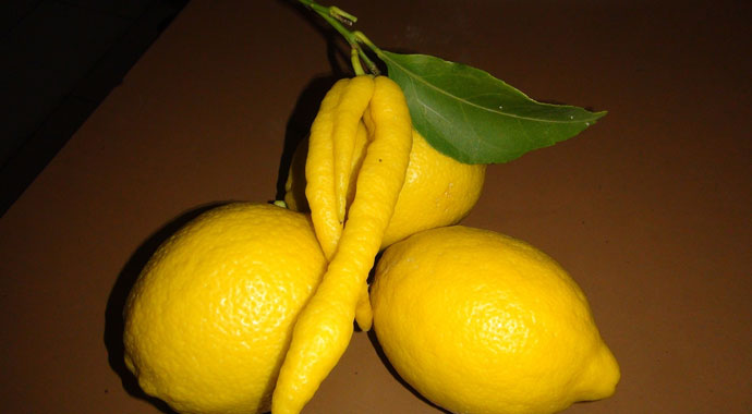 Biber görünümlü limon görenleri hayrete düşürdü