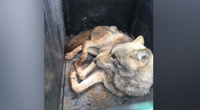 Köylüler korkudan yanına bile yaklaşamadı