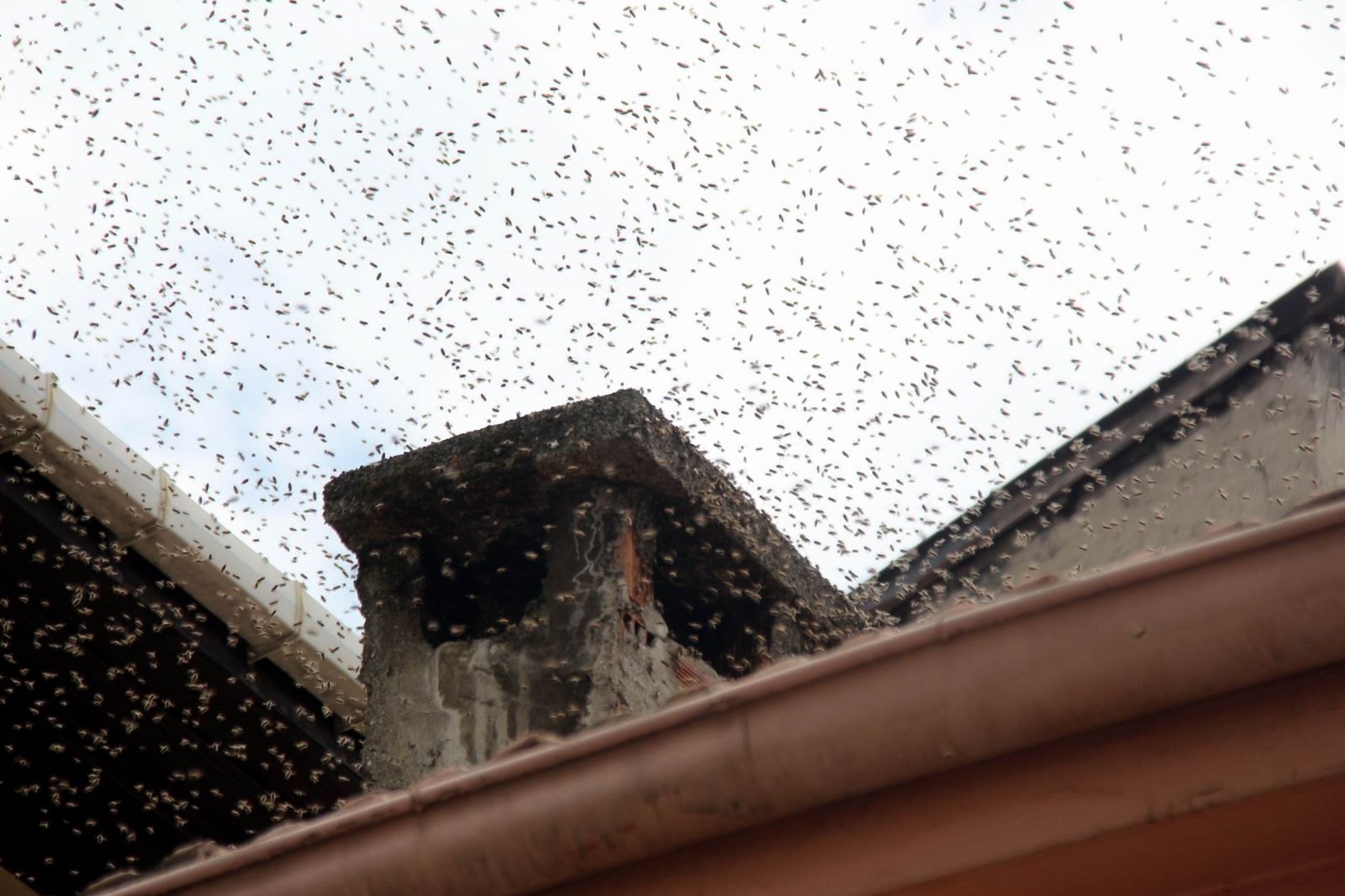 Firar eden arılar sokağı istila etti