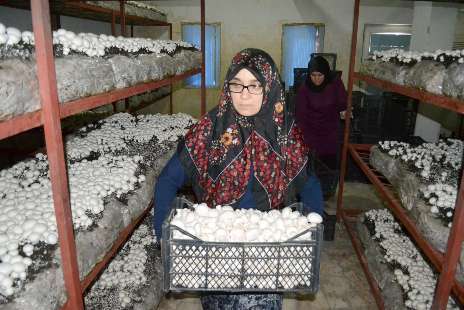 Mantar üreterek hem iş sahibi hem de patron oldu