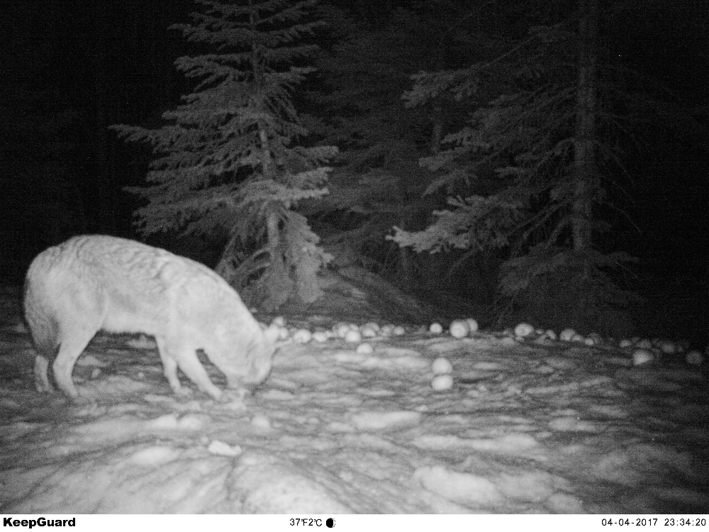 Uludağ’da yaban hayatı fotokapana takıldı