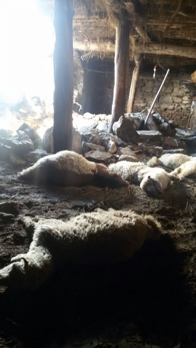 Başkale'de ahır çöktü, 40 koyun telef oldu