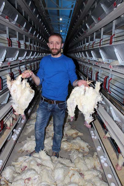 Elektrikler kesildi 40 bin tavuk telef oldu
