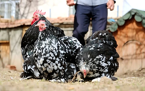 Beşiktaş sevgisi yetiştirdiği tavuklara da yansıdı
