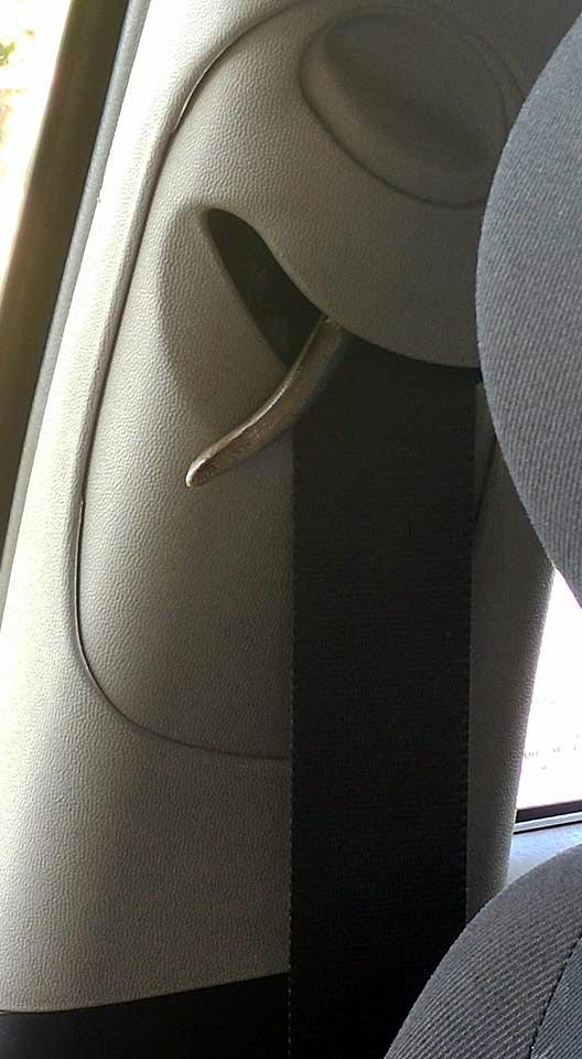 Emniyet kemerinin makara yuvasına yılan girdi