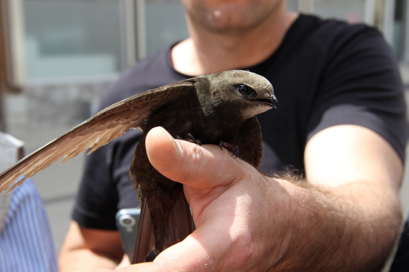 Dünyanın en esrarengiz kuşu Sivas'ta bulundu