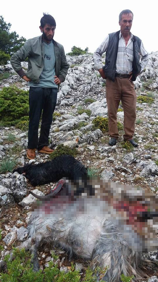 Karaman'da yıldırım düştü, 15 keçi telef oldu