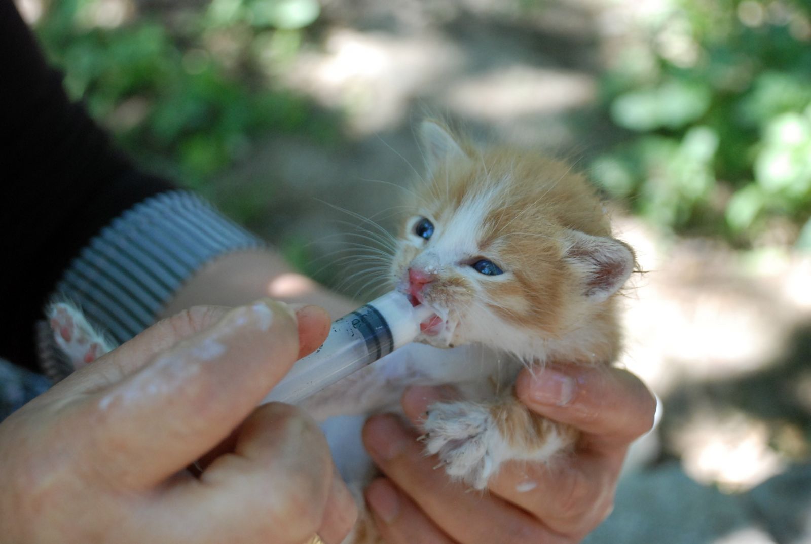 Annesiz kalan yavru kedileri şırınga ile besliyor