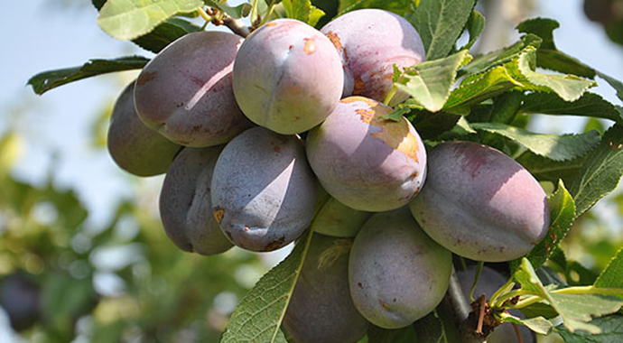 Orta Doğu ve Avrupa'dan 'birton' eriğine yoğun talep