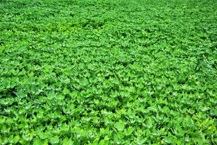 Astronot yiyeceği Samsun'dan